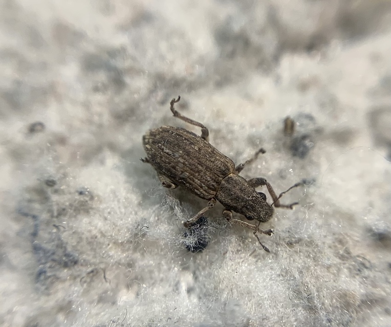 Sitona callosus - szempillás csipkézőbogár