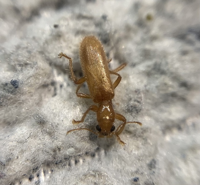 Opilo pallidus - sárga szúfarkas