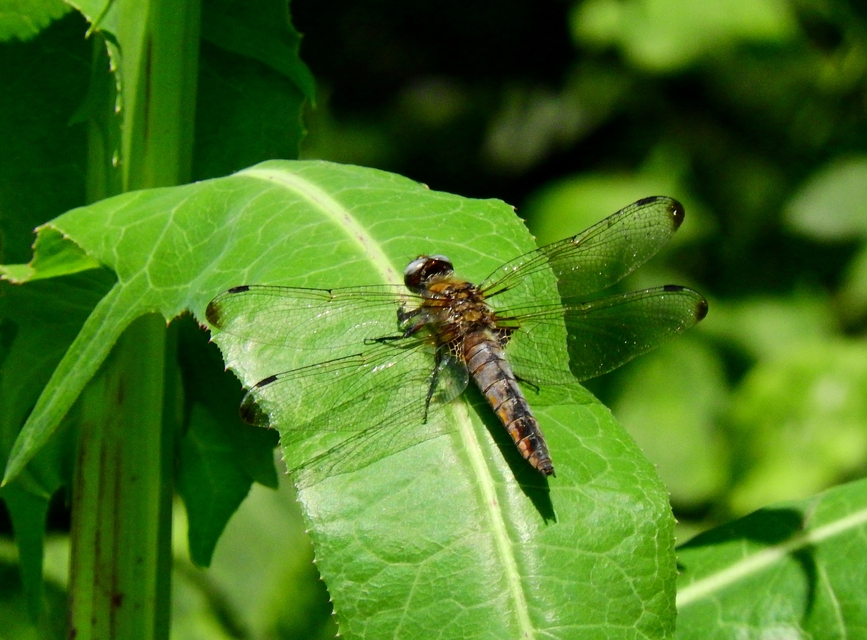 Libellula fulva - kisfoltos laposacsa