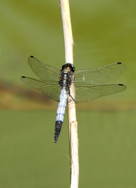 Orthetrum albistylum - fehérfarkú pásztorszitakötő