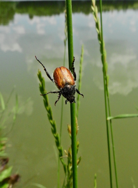 Anisoplia lata - széles szipoly Anisoplia lata - széles szipoly