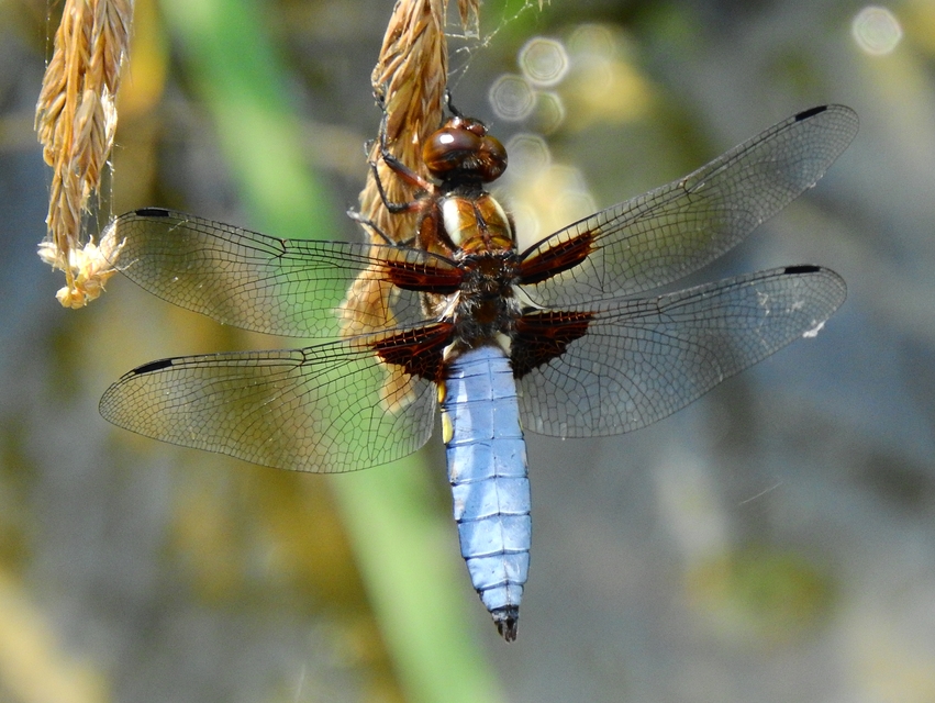 Libellula depressa - széles laposacsa