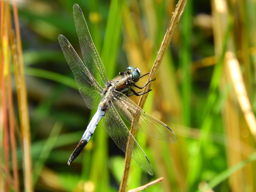 Orthetrum albistylum - fehérfarkú pásztorszitakötő