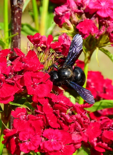 Xylocopa valga - gyakori fadongó