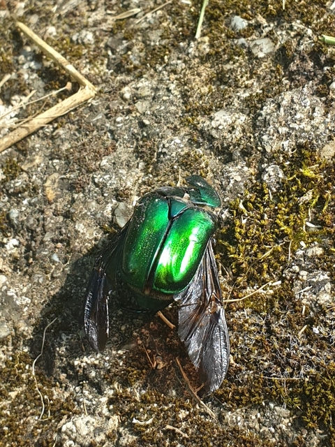 Protaetia affinis - smaragdzöld virágbogár