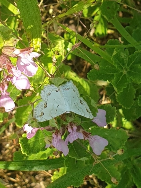 Scopula ornata - díszes fehéraraszoló