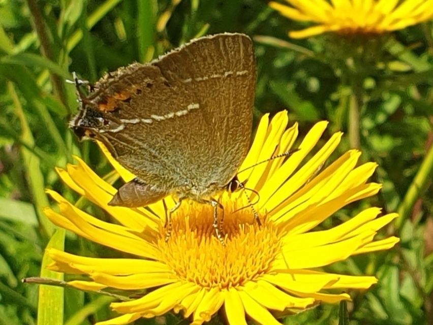 Satyrium spini - kökény-csücsköslepke