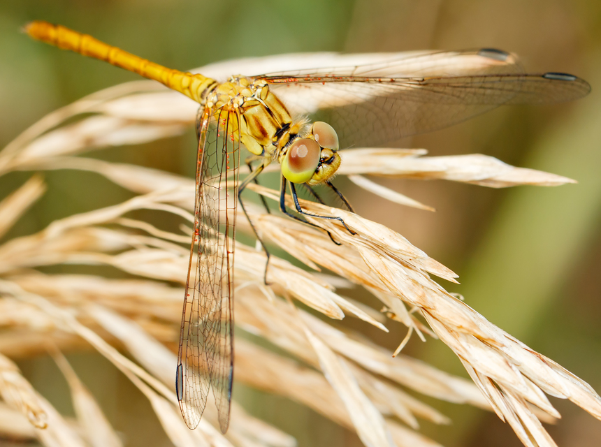 Sympetrum meridionale - fakó katona-szitakötő