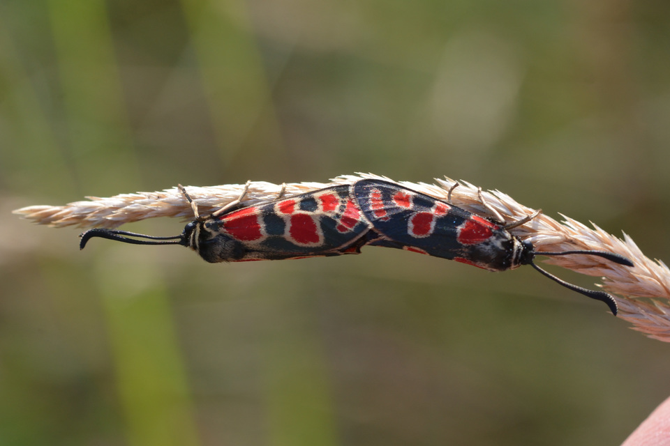 Zygaena carniolica - fehérgyűrűs csüngőlepke