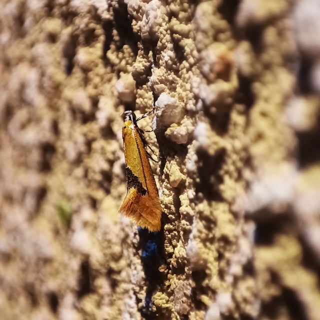 Batia internella/lambdella