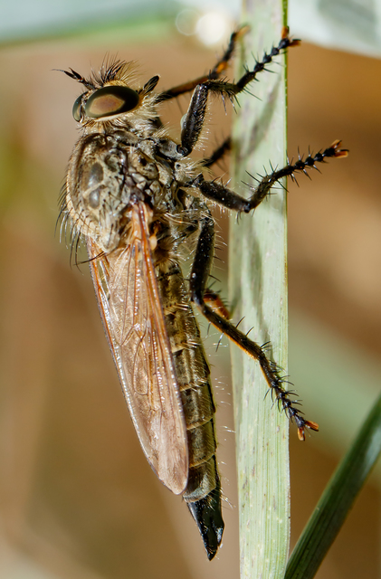 Eutolmus rufibarbis