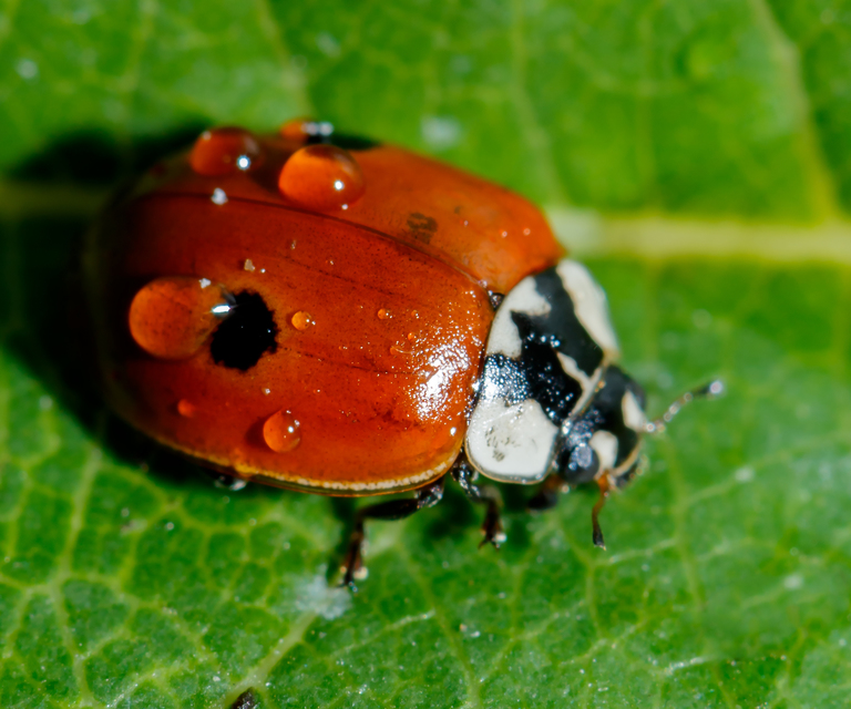 Adalia bipunctata - kétpettyes katica