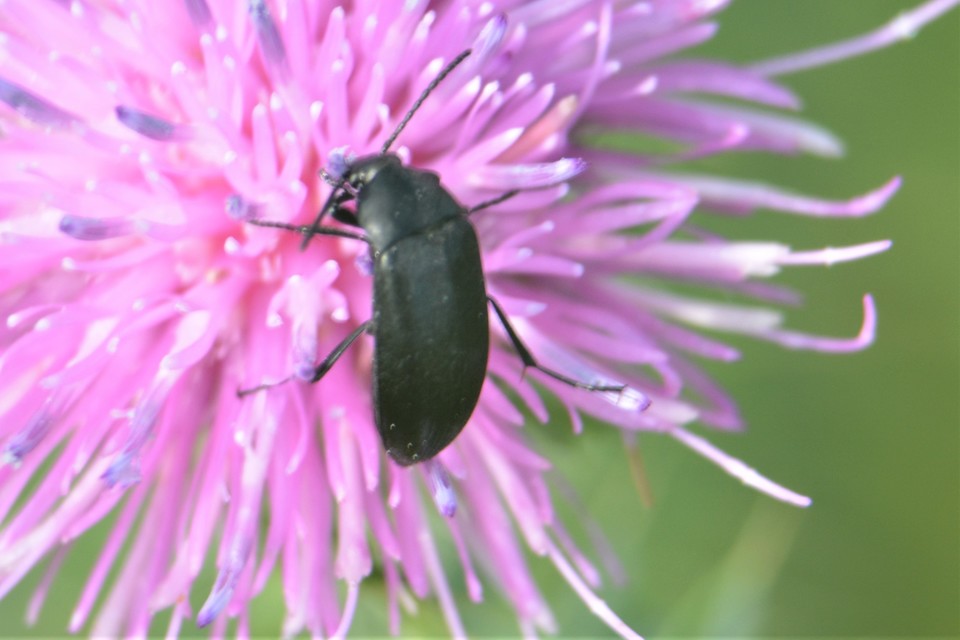 Podonta nigrita - szerecsenbogár