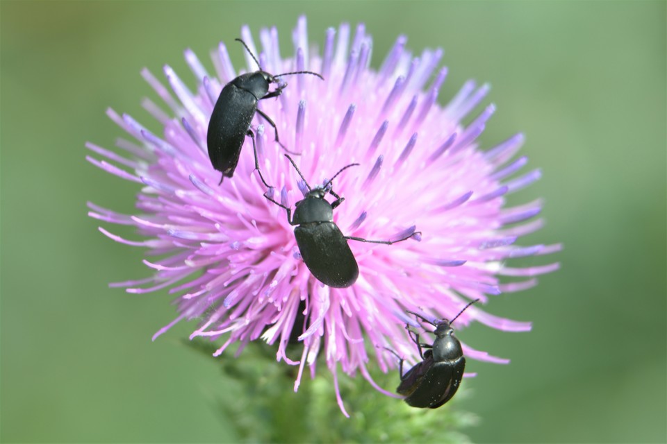 Podonta nigrita - szerecsenbogár