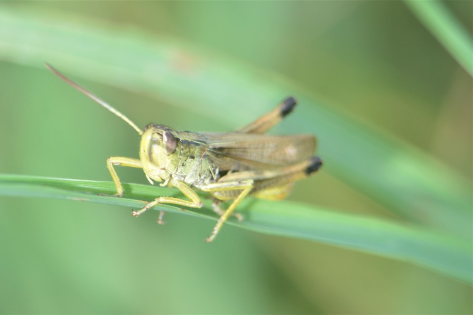 Pseudochorthippus parallelus - közönséges rétisáska