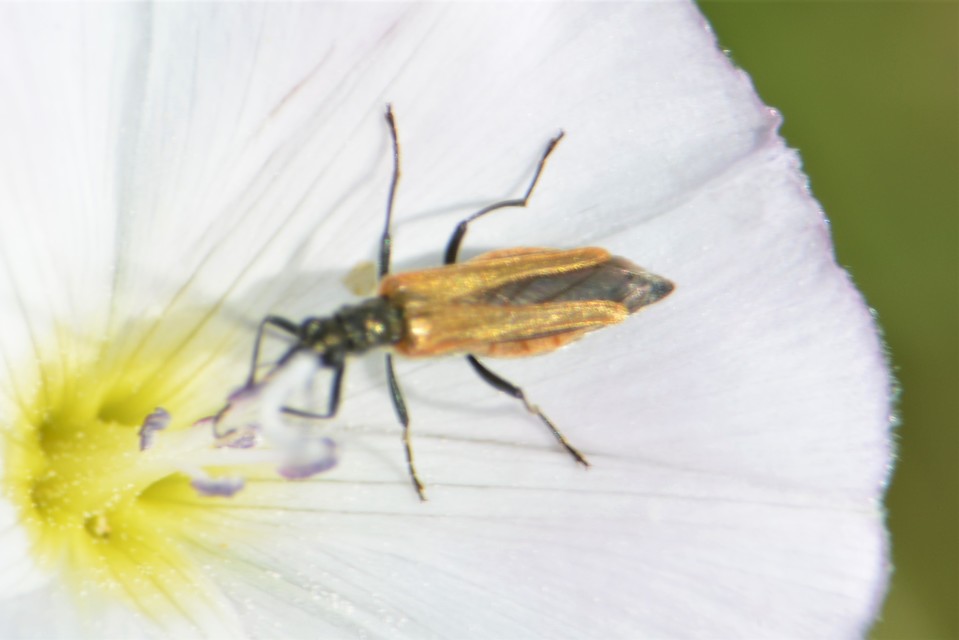 Oedemera femorata - sárgahátú álcincér