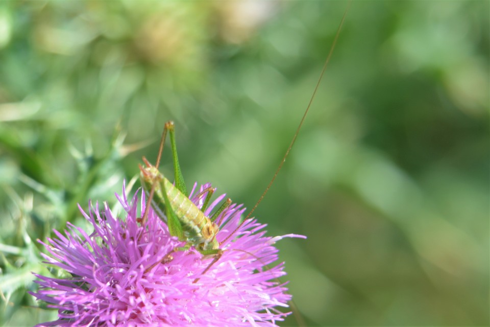 Leptophyes albovittata - közönséges virágszöcske