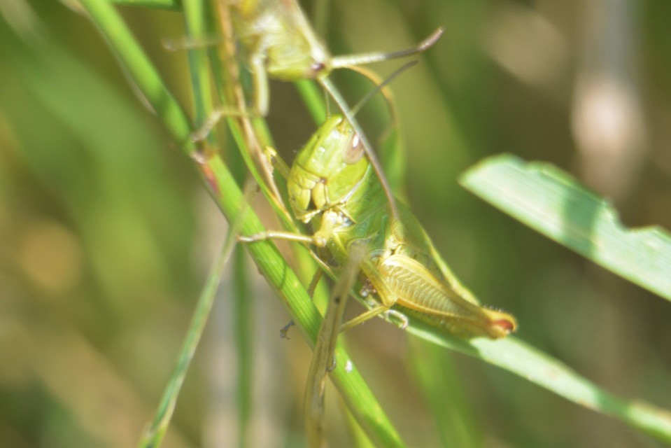 Pseudochorthippus parallelus - közönséges rétisáska
