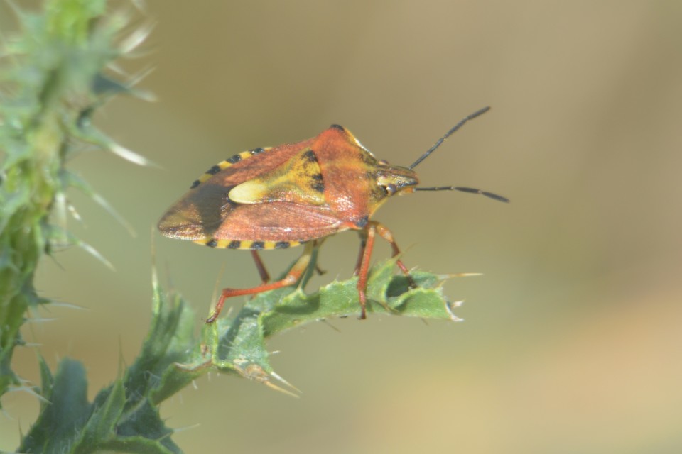 Carpocoris Carpocoris