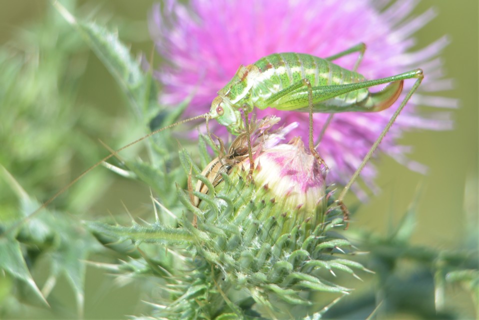 Leptophyes albovittata - közönséges virágszöcske