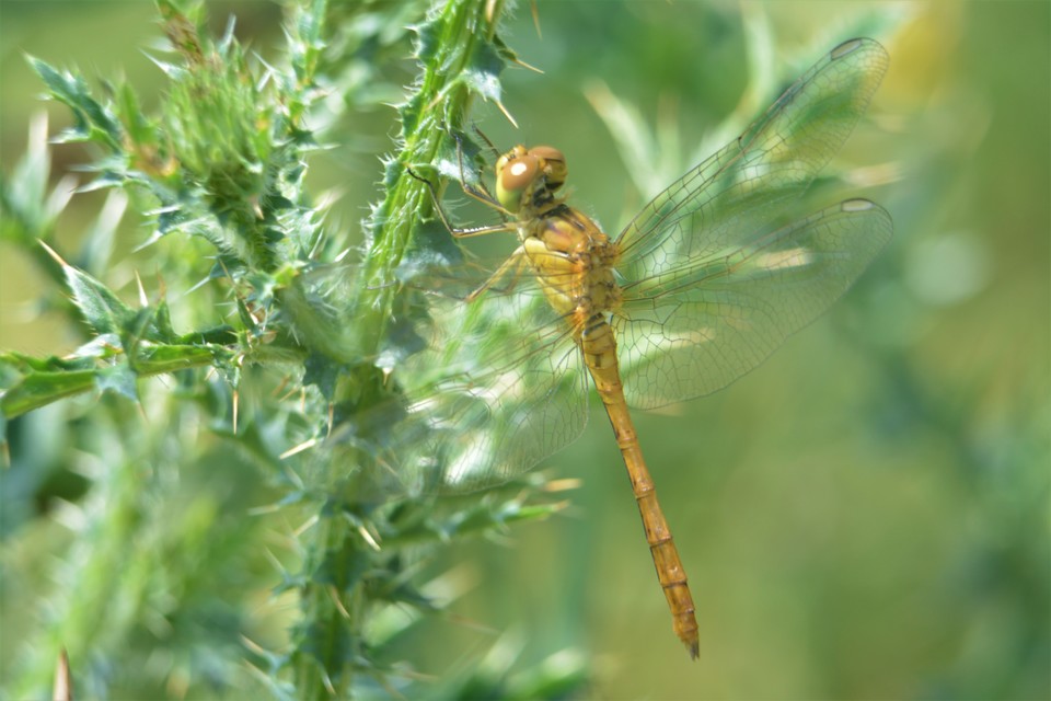 Sympetrum meridionale - fakó katona-szitakötő