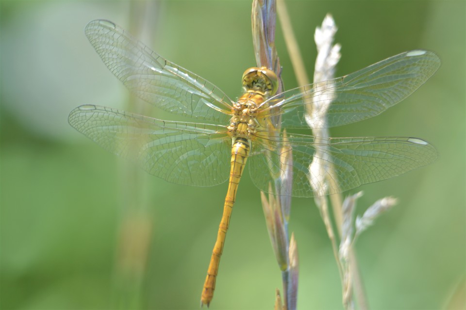 Sympetrum meridionale - fakó katona-szitakötő