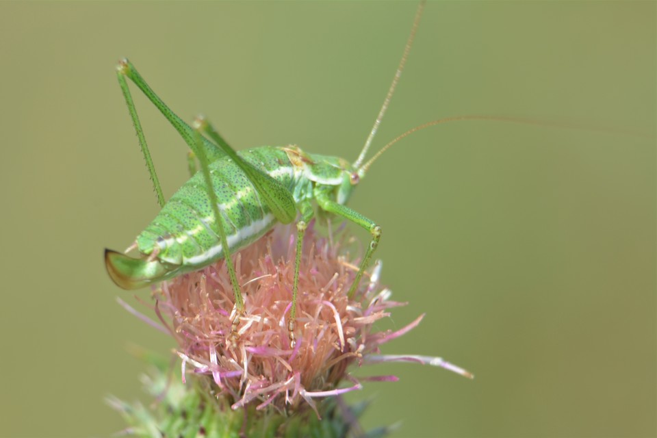 Leptophyes albovittata - közönséges virágszöcske