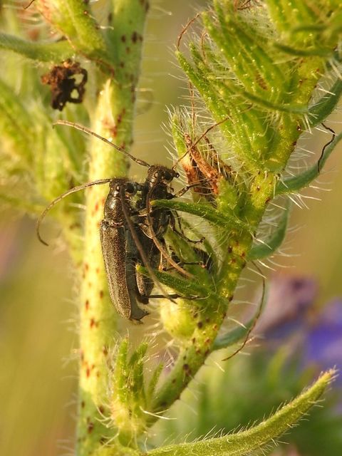 Phytoecia coerulescens - kígyósziszcincér