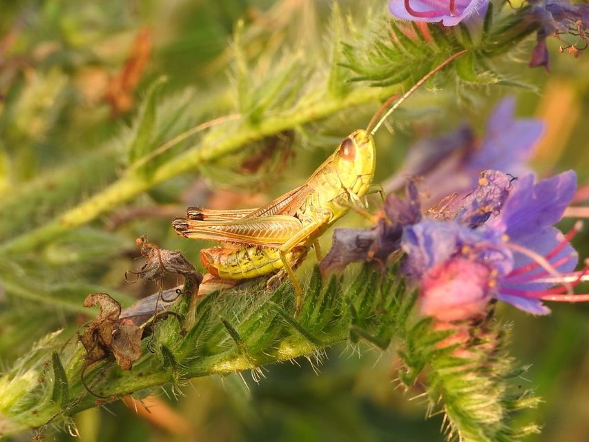 Pseudochorthippus parallelus - közönséges rétisáska