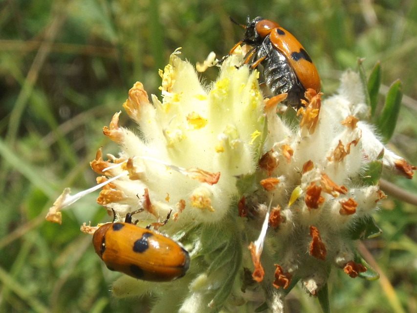 Tituboea macropus - dárdahere-zsákhordóbogár