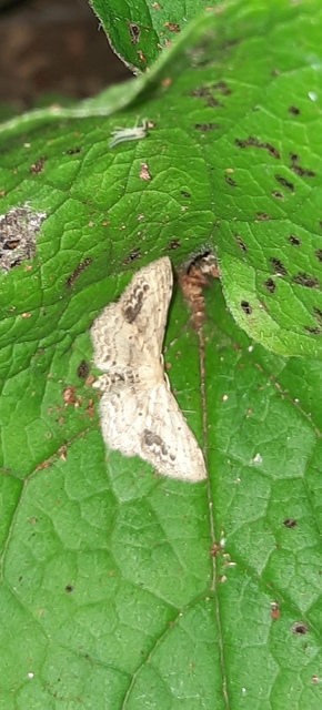 Idaea dimidiata - gyakori apróaraszoló