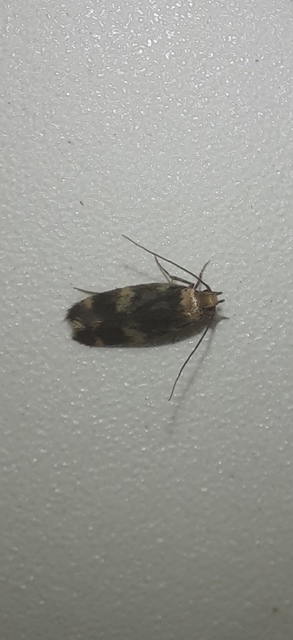 Oegoconia