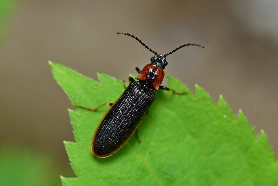 Denticollis linearis - dülledtszemű pattanó