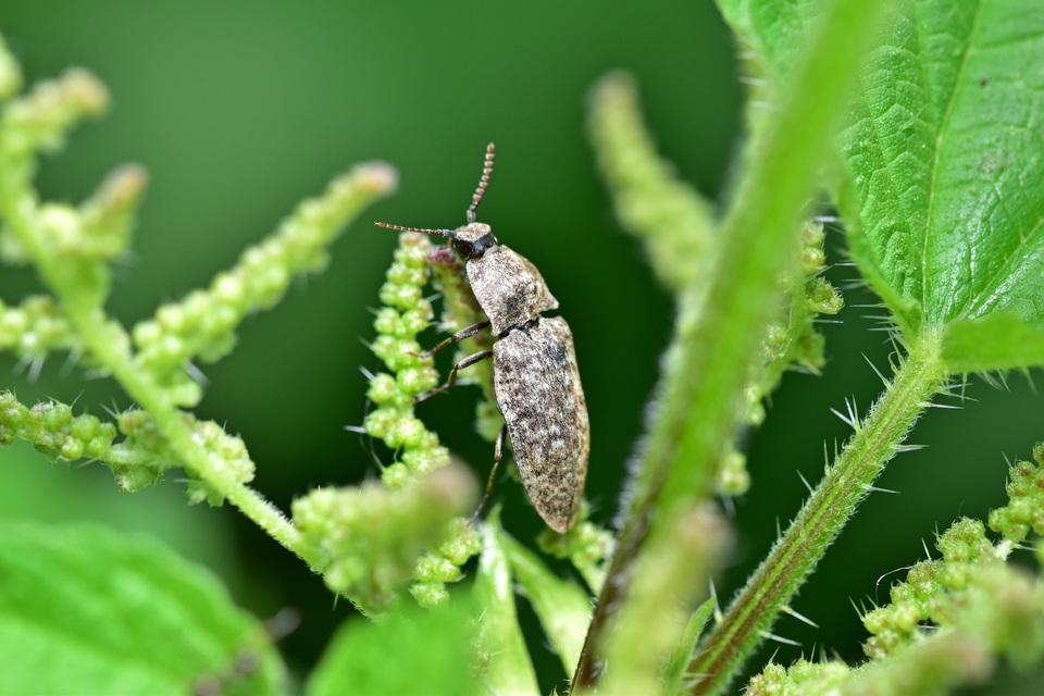 Agrypnus murinus - egérszínű pikkelyespattanó