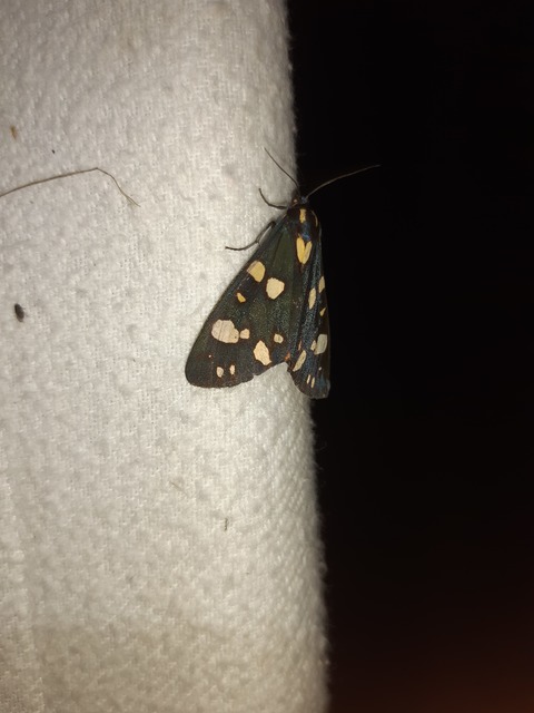 Callimorpha dominula - fémes medvelepke