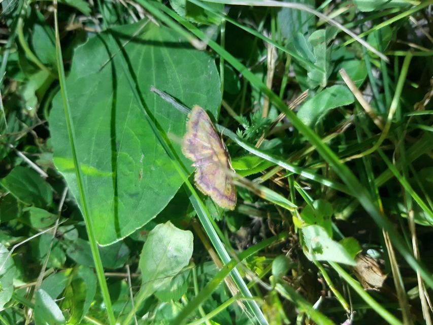 Idaea muricata - mocsári pirosaraszoló