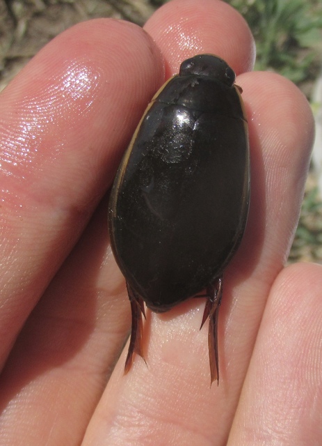 Cybister lateralimarginalis - nagy búvárbogár