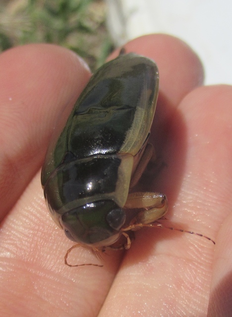 Dytiscus circumflexus - foltoshasú csíkbogár