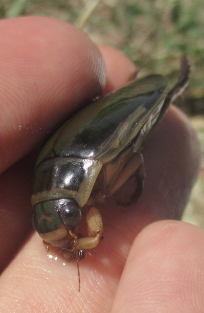 Dytiscus circumflexus - foltoshasú csíkbogár