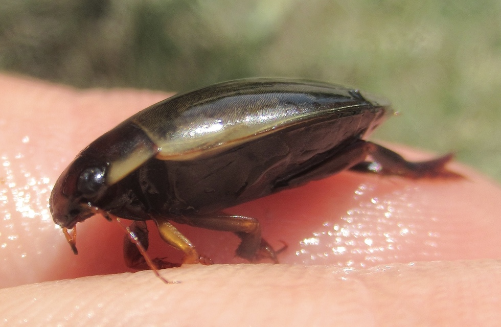 Colymbetes fuscus - gyakori recéscsíkbogár