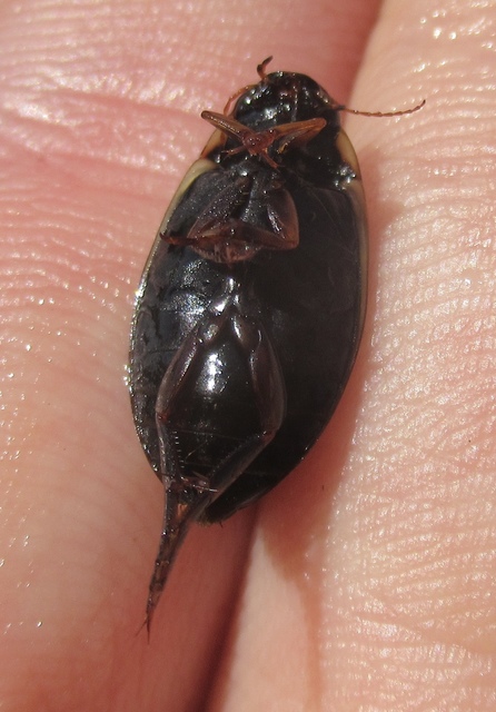 Colymbetes fuscus - gyakori recéscsíkbogár