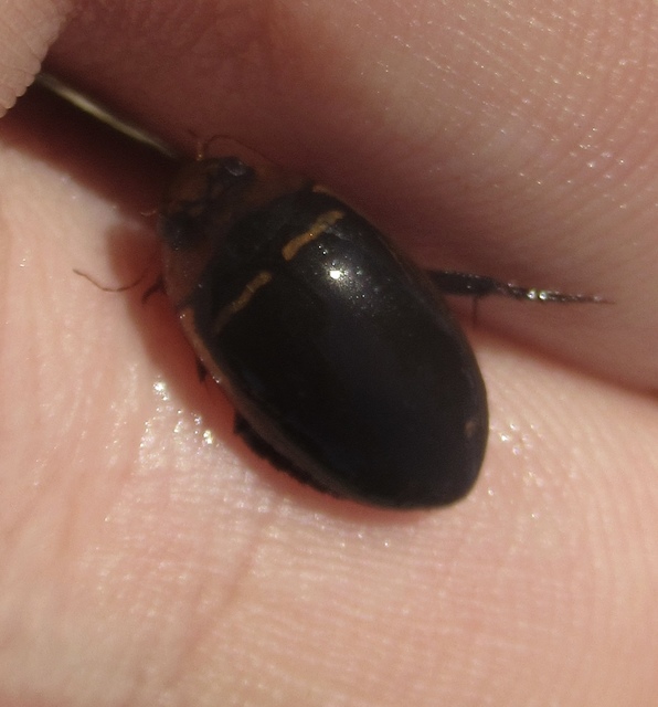 Hydaticus transversalis - harántsávos mocsáricsíkbogár