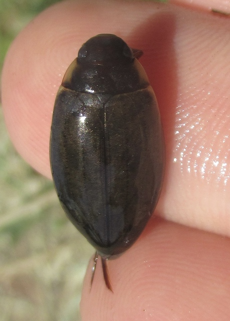 Colymbetes fuscus - gyakori recéscsíkbogár