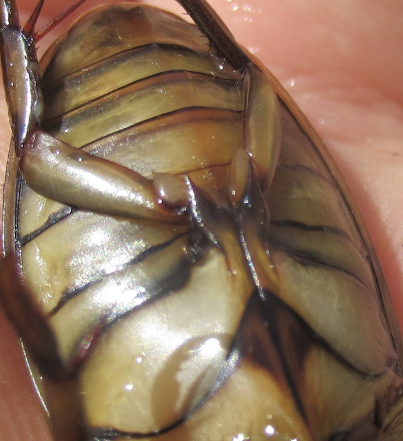 Dytiscus circumflexus - foltoshasú csíkbogár