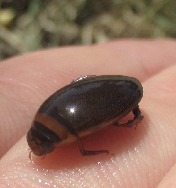 Graphoderus cinereus - gyakori tavicsíkbogár