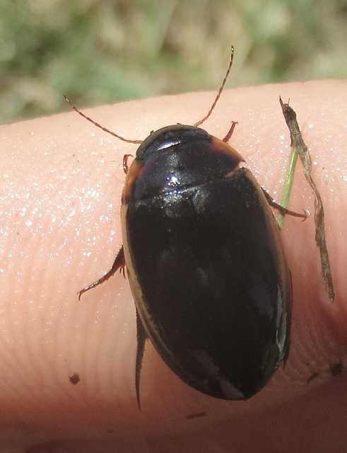 Hydaticus seminiger - fekete mocsáricsíkbogár