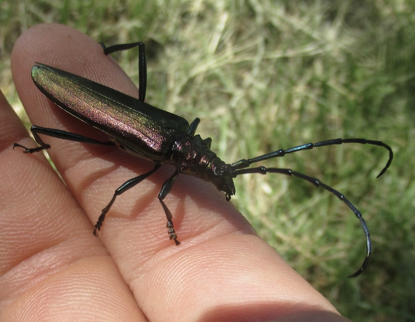 Aromia moschata - pézsmacincér
