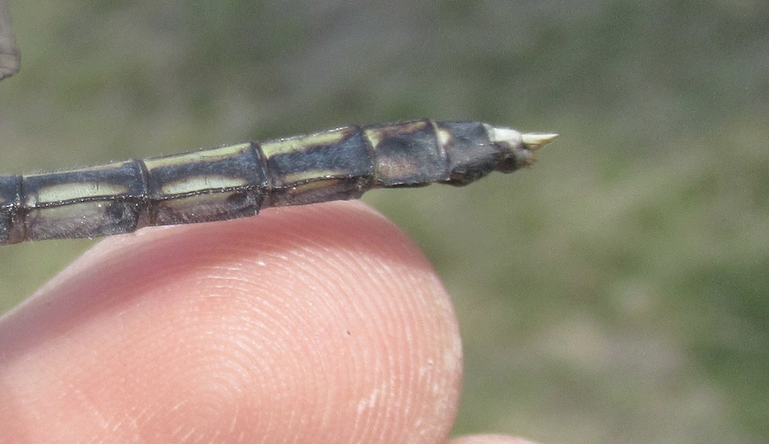 Orthetrum albistylum - fehérfarkú pásztorszitakötő