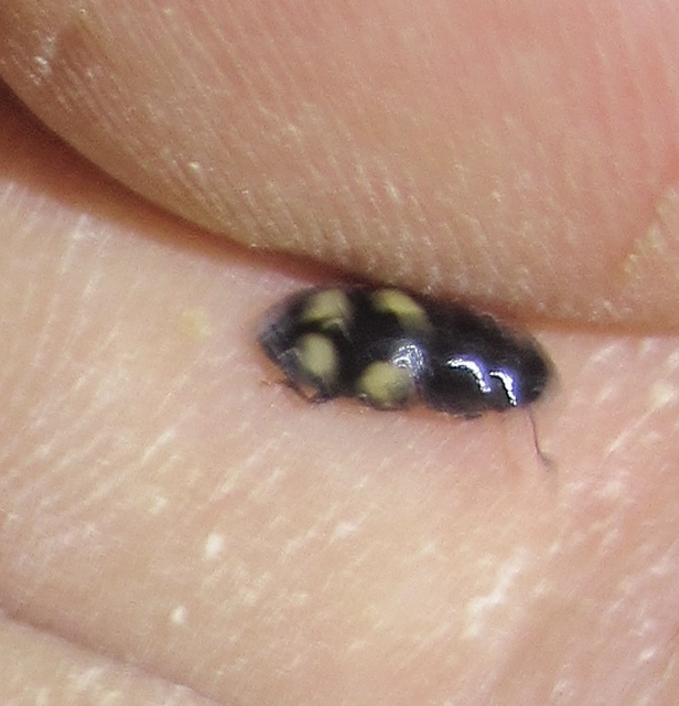 Glischrochilus quadrisignatus - amerikai fénybogár Glischrochilus quadrisignatus - amerikai fénybogár