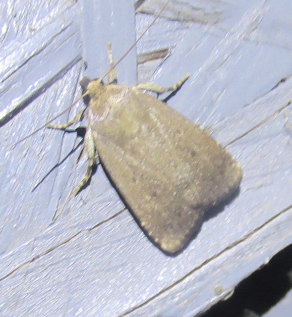 Amphipyra tragopoginis - bakszakállbagoly